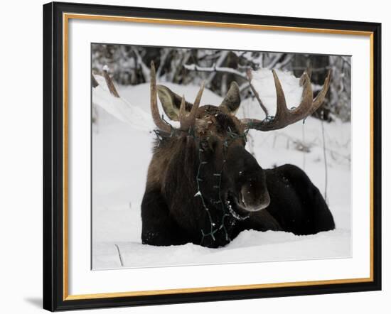 Bull Moose with Christmas Lights Tangled in its Antlers Rests in a Field in Anchorage, Alaska-null-Framed Photographic Print