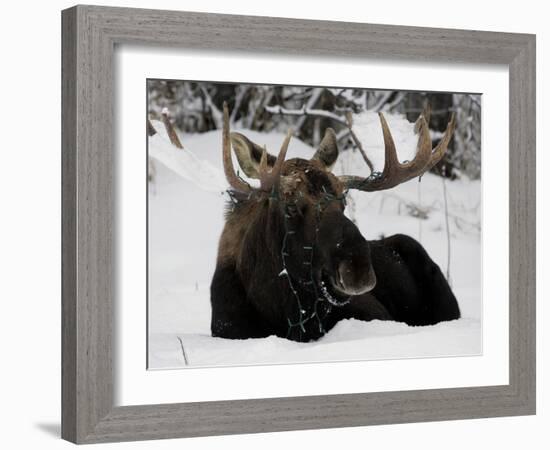 Bull Moose with Christmas Lights Tangled in its Antlers Rests in a Field in Anchorage, Alaska-null-Framed Photographic Print