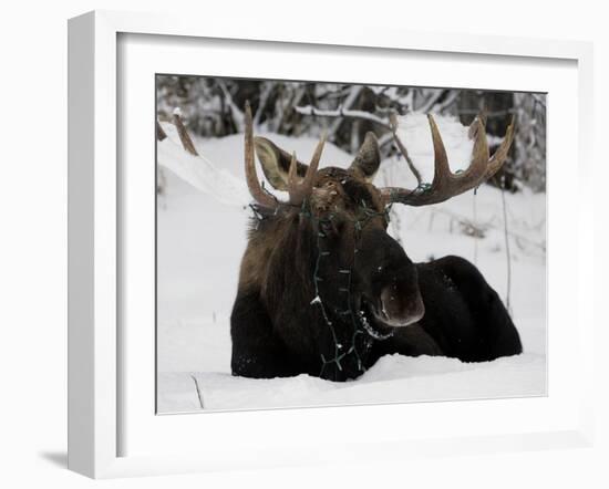 Bull Moose with Christmas Lights Tangled in its Antlers Rests in a Field in Anchorage, Alaska-null-Framed Photographic Print