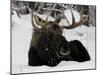 Bull Moose with Christmas Lights Tangled in its Antlers Rests in a Field in Anchorage, Alaska-null-Mounted Photographic Print