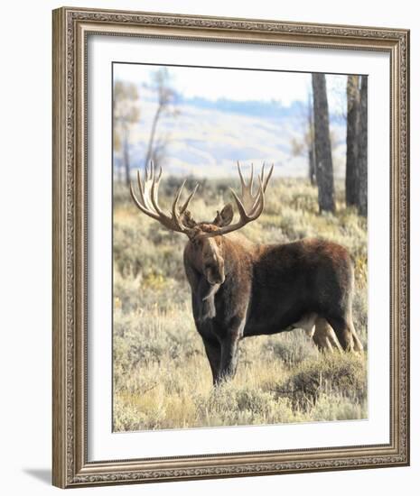 Bull Moose-Wink Gaines-Framed Giclee Print