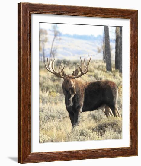 Bull Moose-Wink Gaines-Framed Giclee Print
