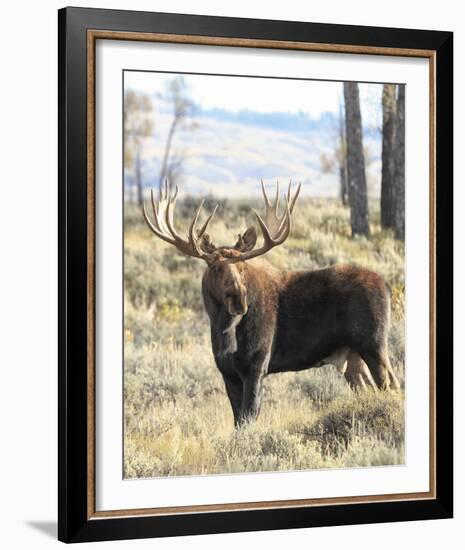 Bull Moose-Wink Gaines-Framed Giclee Print