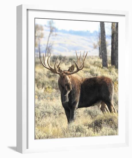 Bull Moose-Wink Gaines-Framed Giclee Print