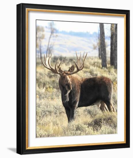 Bull Moose-Wink Gaines-Framed Giclee Print