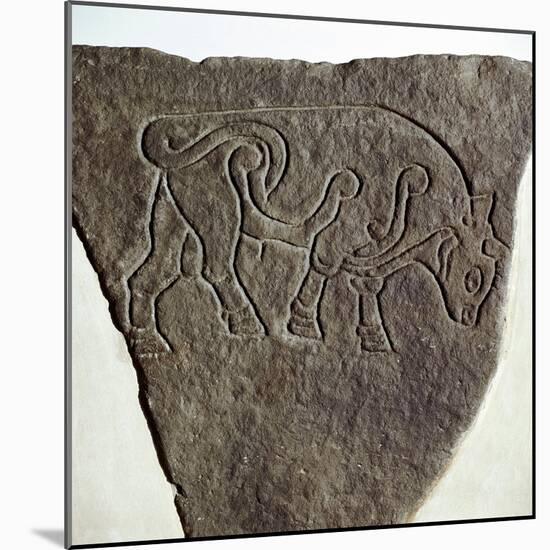 Bull motif on Pictish incised stone, Burghead, Moray, Scotland, c6th - 7th century. Artist: Unknown-Unknown-Mounted Giclee Print
