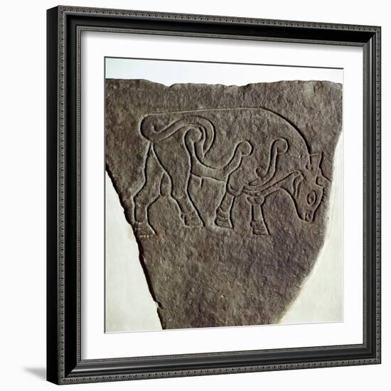 Bull motif on Pictish incised stone, Burghead, Moray, Scotland, c6th - 7th century. Artist: Unknown-Unknown-Framed Giclee Print