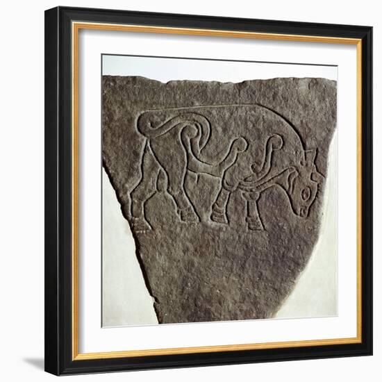 Bull motif on Pictish incised stone, Burghead, Moray, Scotland, c6th - 7th century. Artist: Unknown-Unknown-Framed Giclee Print