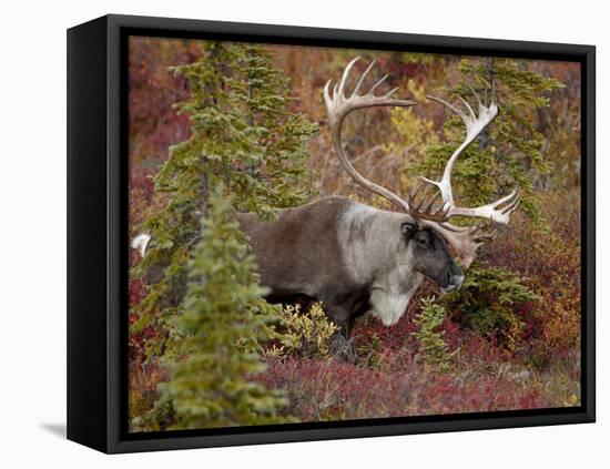 Bull Porcupine Caribou (Grant's Caribou) (Rangifer Tarandus Granti), Denali National Park, Alaska,-James Hager-Framed Premier Image Canvas