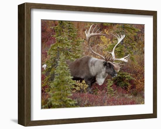 Bull Porcupine Caribou (Grant's Caribou) (Rangifer Tarandus Granti), Denali National Park, Alaska,-James Hager-Framed Photographic Print