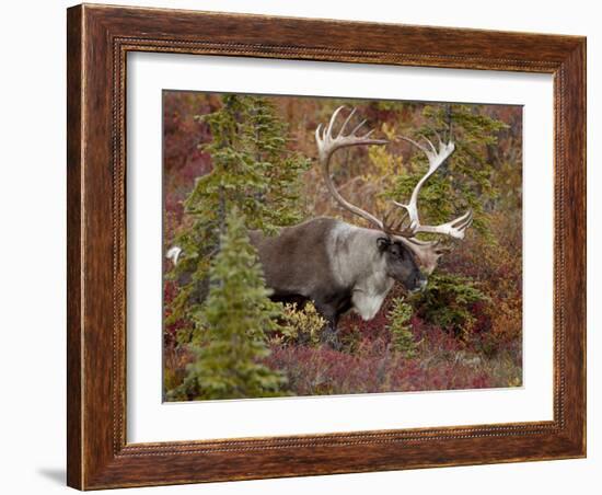 Bull Porcupine Caribou (Grant's Caribou) (Rangifer Tarandus Granti), Denali National Park, Alaska,-James Hager-Framed Photographic Print