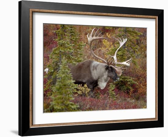 Bull Porcupine Caribou (Grant's Caribou) (Rangifer Tarandus Granti), Denali National Park, Alaska,-James Hager-Framed Photographic Print