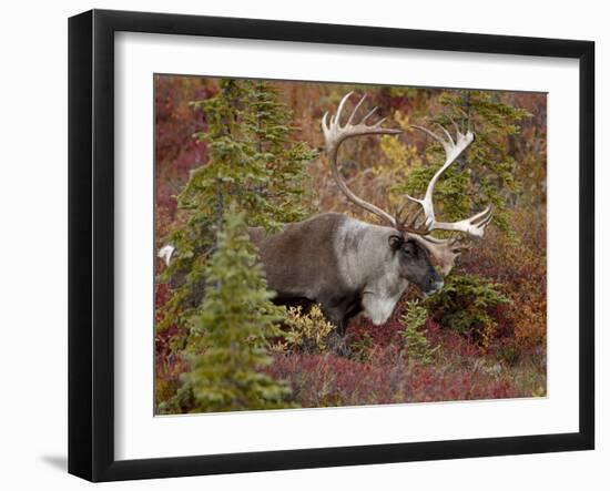 Bull Porcupine Caribou (Grant's Caribou) (Rangifer Tarandus Granti), Denali National Park, Alaska,-James Hager-Framed Photographic Print