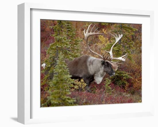 Bull Porcupine Caribou (Grant's Caribou) (Rangifer Tarandus Granti), Denali National Park, Alaska,-James Hager-Framed Photographic Print
