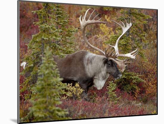 Bull Porcupine Caribou (Grant's Caribou) (Rangifer Tarandus Granti), Denali National Park, Alaska,-James Hager-Mounted Photographic Print