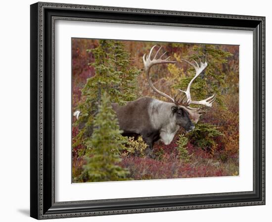 Bull Porcupine Caribou (Grant's Caribou) (Rangifer Tarandus Granti), Denali National Park, Alaska,-James Hager-Framed Photographic Print