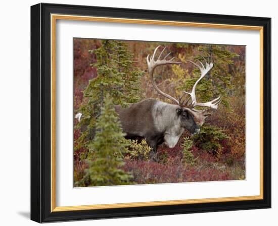 Bull Porcupine Caribou (Grant's Caribou) (Rangifer Tarandus Granti), Denali National Park, Alaska,-James Hager-Framed Photographic Print