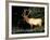 Bull Roosevelt Elk at Sunrise Picnic Area, Mt. Rainier National Park, Washington, USA-Jamie & Judy Wild-Framed Photographic Print