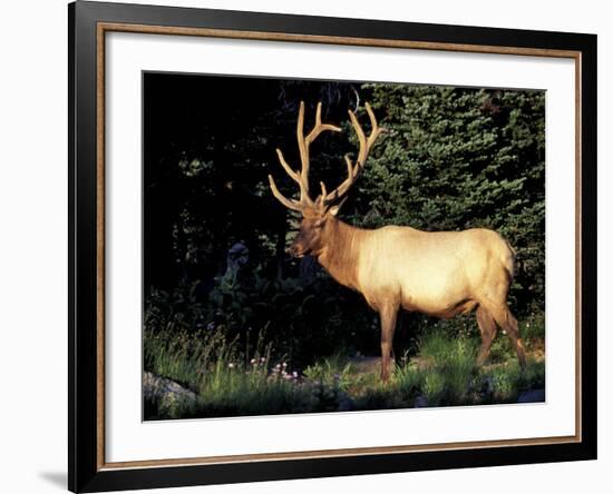 Bull Roosevelt Elk at Sunrise Picnic Area, Mt. Rainier National Park, Washington, USA-Jamie & Judy Wild-Framed Photographic Print