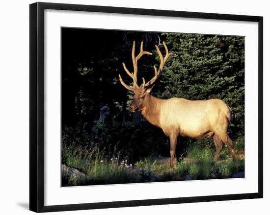 Bull Roosevelt Elk at Sunrise Picnic Area, Mt. Rainier National Park, Washington, USA-Jamie & Judy Wild-Framed Photographic Print