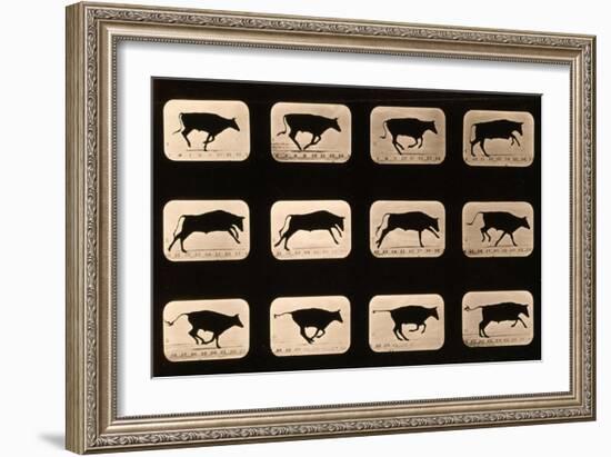 Bull, Running, Irregular from 'Animal Locomotion' Series, C.1881-Eadweard Muybridge-Framed Giclee Print