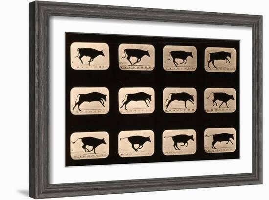 Bull, Running, Irregular from 'Animal Locomotion' Series, C.1881-Eadweard Muybridge-Framed Giclee Print