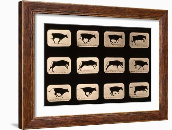 Bull, Running, Irregular from 'Animal Locomotion' Series, C.1881-Eadweard Muybridge-Framed Giclee Print