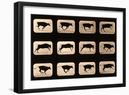 Bull, Running, Irregular from 'Animal Locomotion' Series, C.1881-Eadweard Muybridge-Framed Giclee Print