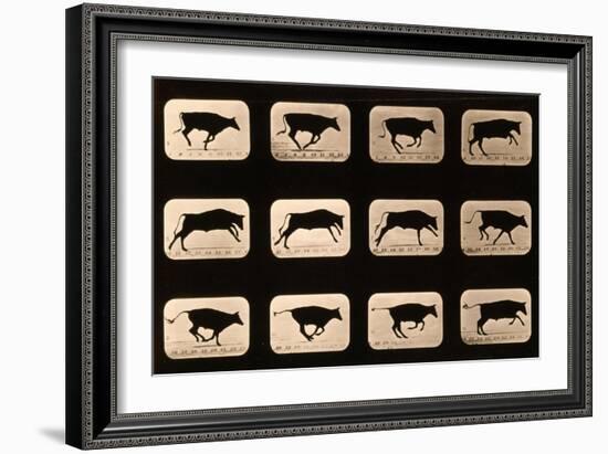 Bull, Running, Irregular from 'Animal Locomotion' Series, C.1881-Eadweard Muybridge-Framed Giclee Print