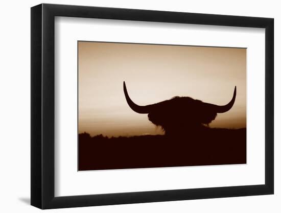 Bull Set Sepia Crop-Nathan Larson-Framed Photographic Print