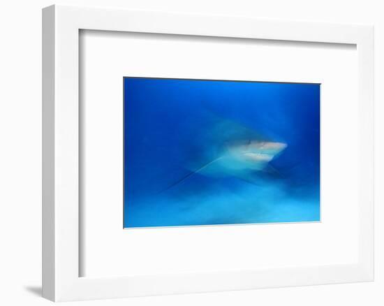 Bull Shark (Carcharhinus Leucas) Playa Del Carmen, Caribbean Sea, Mexico, January-Claudio Contreras-Framed Photographic Print