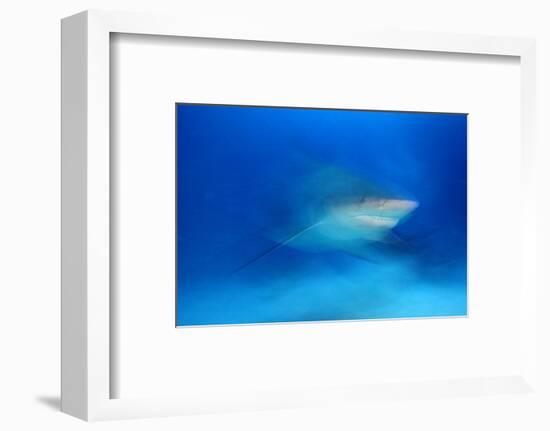 Bull Shark (Carcharhinus Leucas) Playa Del Carmen, Caribbean Sea, Mexico, January-Claudio Contreras-Framed Photographic Print