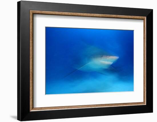 Bull Shark (Carcharhinus Leucas) Playa Del Carmen, Caribbean Sea, Mexico, January-Claudio Contreras-Framed Photographic Print