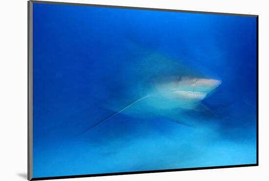 Bull Shark (Carcharhinus Leucas) Playa Del Carmen, Caribbean Sea, Mexico, January-Claudio Contreras-Mounted Photographic Print