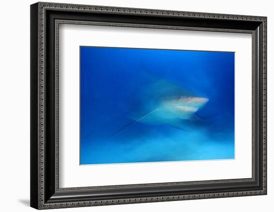 Bull Shark (Carcharhinus Leucas) Playa Del Carmen, Caribbean Sea, Mexico, January-Claudio Contreras-Framed Photographic Print