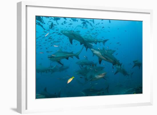 Bull Shark, Commercial Shark Feeding, Benga Lagoon, Viti Levu, Fiji-Pete Oxford-Framed Photographic Print