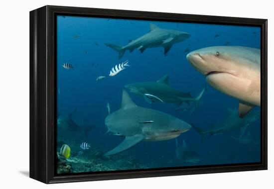 Bull Shark, Commercial Shark Feeding, Benga Lagoon, Viti Levu, Fiji-Pete Oxford-Framed Premier Image Canvas