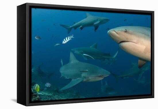 Bull Shark, Commercial Shark Feeding, Benga Lagoon, Viti Levu, Fiji-Pete Oxford-Framed Premier Image Canvas