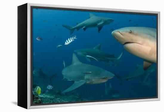 Bull Shark, Commercial Shark Feeding, Benga Lagoon, Viti Levu, Fiji-Pete Oxford-Framed Premier Image Canvas