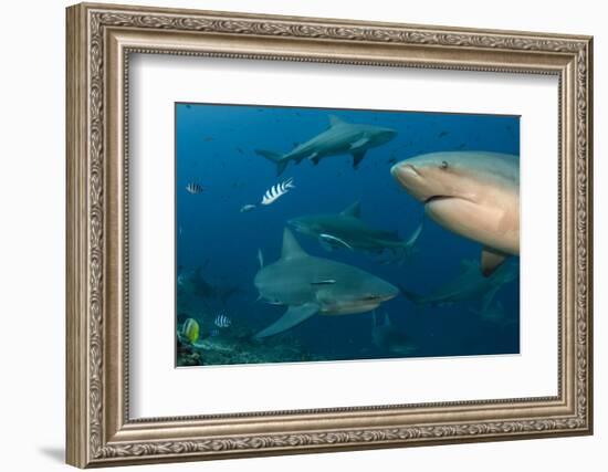 Bull Shark, Commercial Shark Feeding, Benga Lagoon, Viti Levu, Fiji-Pete Oxford-Framed Photographic Print