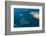 Bull Shark, Commercial Shark Feeding, Benga Lagoon, Viti Levu, Fiji-Pete Oxford-Framed Photographic Print