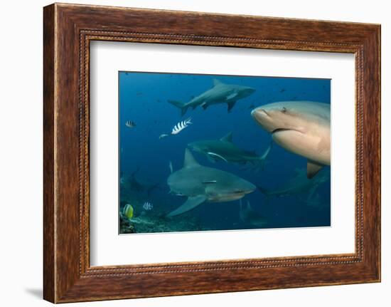 Bull Shark, Commercial Shark Feeding, Benga Lagoon, Viti Levu, Fiji-Pete Oxford-Framed Photographic Print