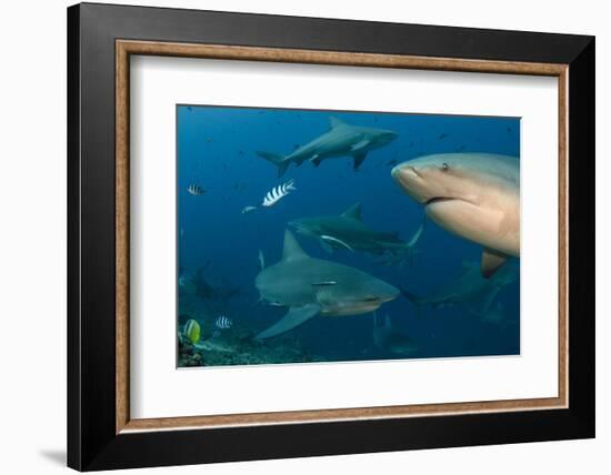 Bull Shark, Commercial Shark Feeding, Benga Lagoon, Viti Levu, Fiji-Pete Oxford-Framed Photographic Print