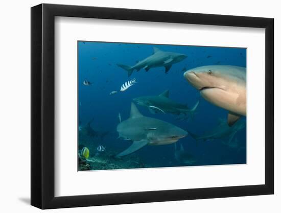 Bull Shark, Commercial Shark Feeding, Benga Lagoon, Viti Levu, Fiji-Pete Oxford-Framed Photographic Print