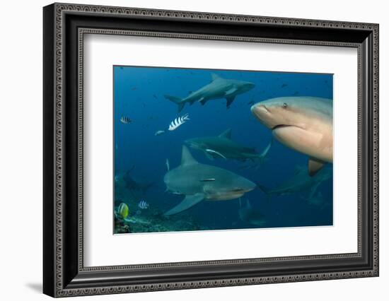 Bull Shark, Commercial Shark Feeding, Benga Lagoon, Viti Levu, Fiji-Pete Oxford-Framed Photographic Print