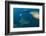 Bull Shark, Commercial Shark Feeding, Benga Lagoon, Viti Levu, Fiji-Pete Oxford-Framed Photographic Print