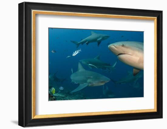 Bull Shark, Commercial Shark Feeding, Benga Lagoon, Viti Levu, Fiji-Pete Oxford-Framed Photographic Print