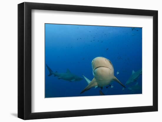 Bull Shark, Commercial Shark Feeding, Benga Lagoon, Viti Levu, Fiji-Pete Oxford-Framed Premium Photographic Print