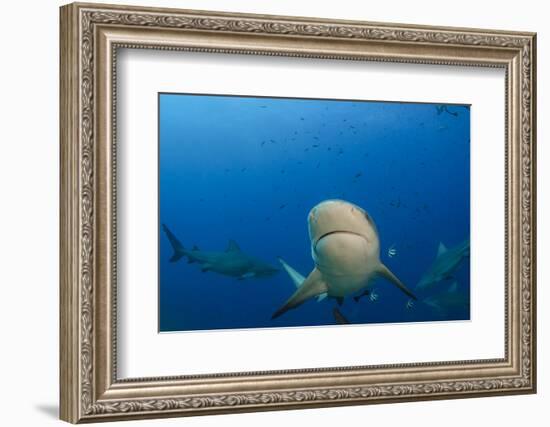 Bull Shark, Commercial Shark Feeding, Benga Lagoon, Viti Levu, Fiji-Pete Oxford-Framed Photographic Print