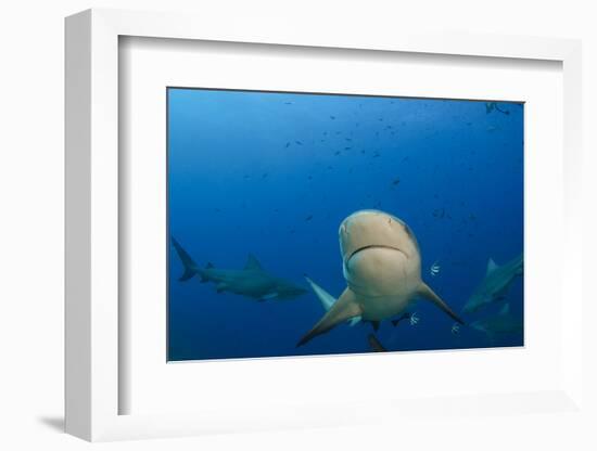 Bull Shark, Commercial Shark Feeding, Benga Lagoon, Viti Levu, Fiji-Pete Oxford-Framed Photographic Print